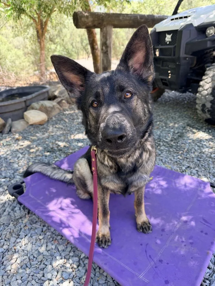 An adult large-sized female Brindle German Shepherd Dog dog named Sig for adoption in Shingle Springs, CA