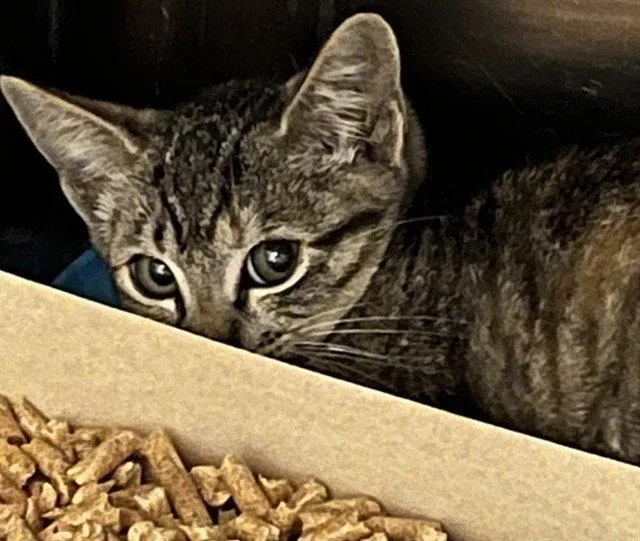 A baby small-sized female Brown / Chocolate Domestic Short Hair cat named A for adoption in Tavares, FL