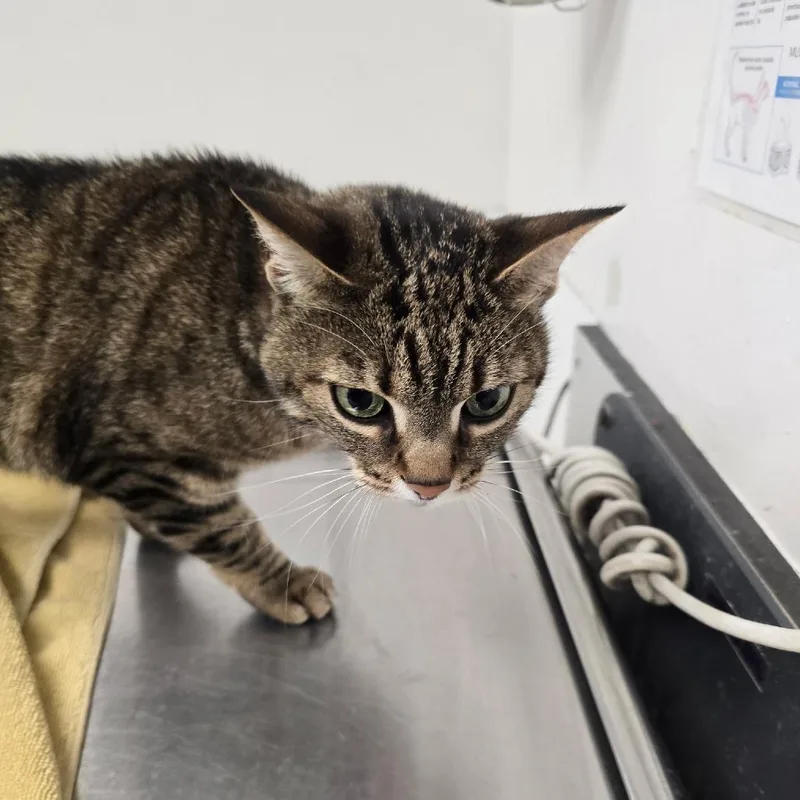 An adult medium-sized female Brown / Chocolate Domestic Short Hair cat named Bunny for adoption in Los Angeles, CA