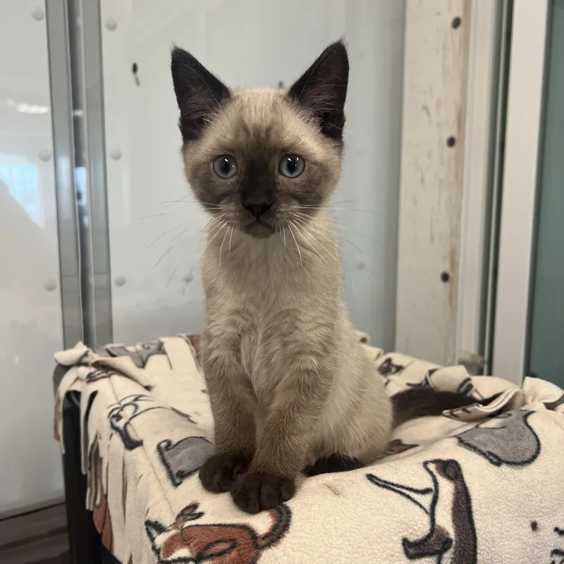 A baby medium-sized male Chocolate Point Siamese cat named Yeti for adoption in Fairmont, MN