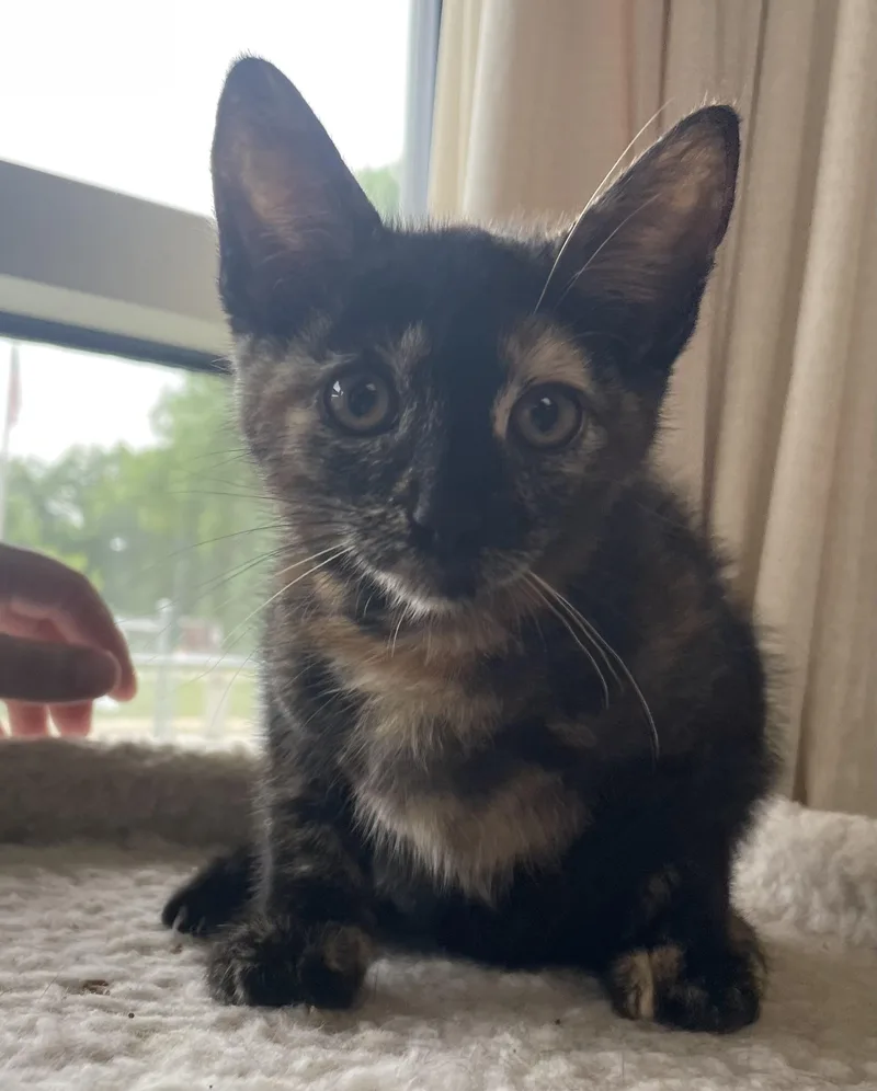 A baby medium-sized female Tortoiseshell cat named Delilah for adoption in Gladstone, MO