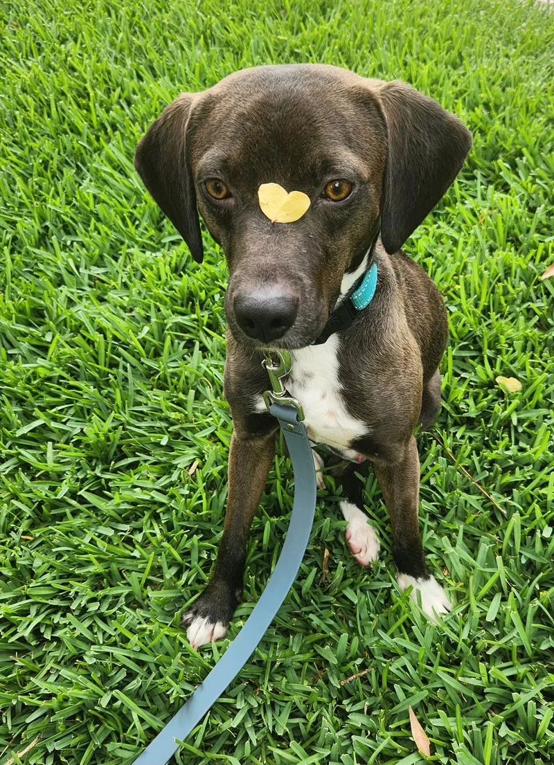 Cooper