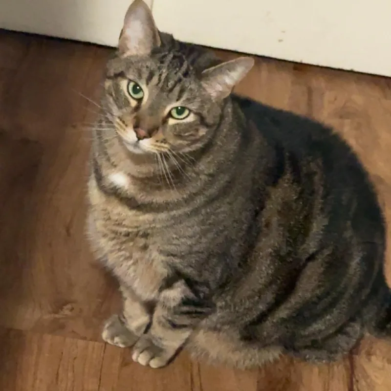 An adult extra large-sized male Brown / Chocolate Domestic Short Hair cat named Dude for adoption in Blairsville, GA