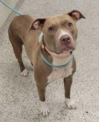 An adult large-sized female Yellow / Tan / Blond / Fawn Pit Bull Terrier dog named Coshi for adoption in Kansas City, MO