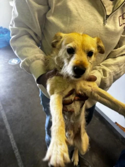 An adult medium-sized male Terrier dog named Max for adoption in Los Angeles, CA