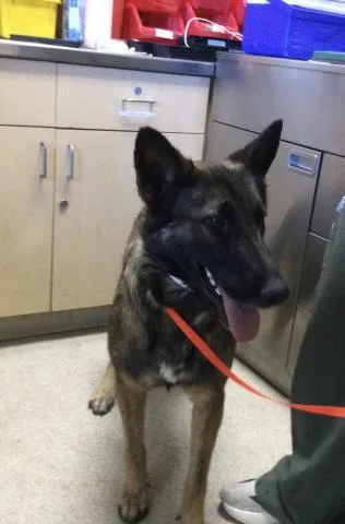 A young medium-sized female German Shepherd Dog dog named Donna for adoption in Riverside, CA