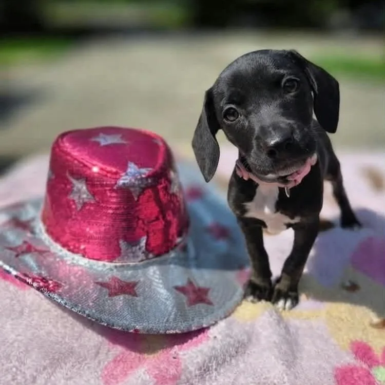 A baby medium-sized female Terrier dog named Dolly for adoption in McHenry, IL