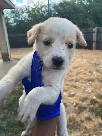 A baby medium-sized female Mixed Breed dog named Lola Loud for adoption in Dallas, TX