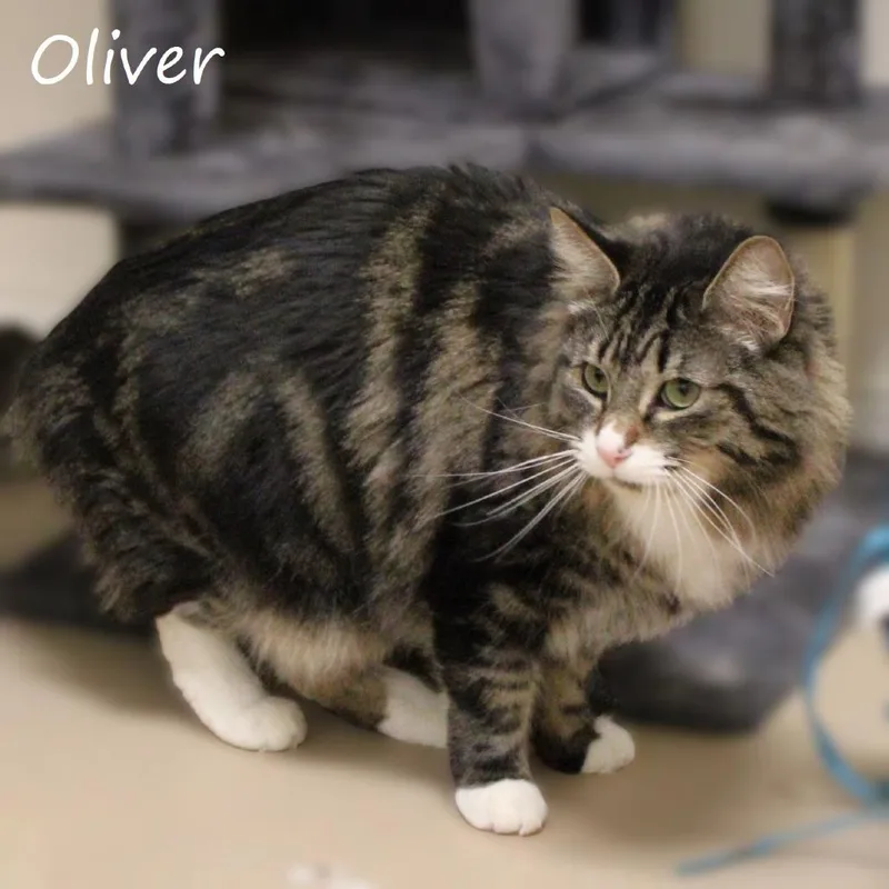 An adult large-sized male Black Domestic Medium Hair cat named Oliver for adoption in Yucaipa, CA
