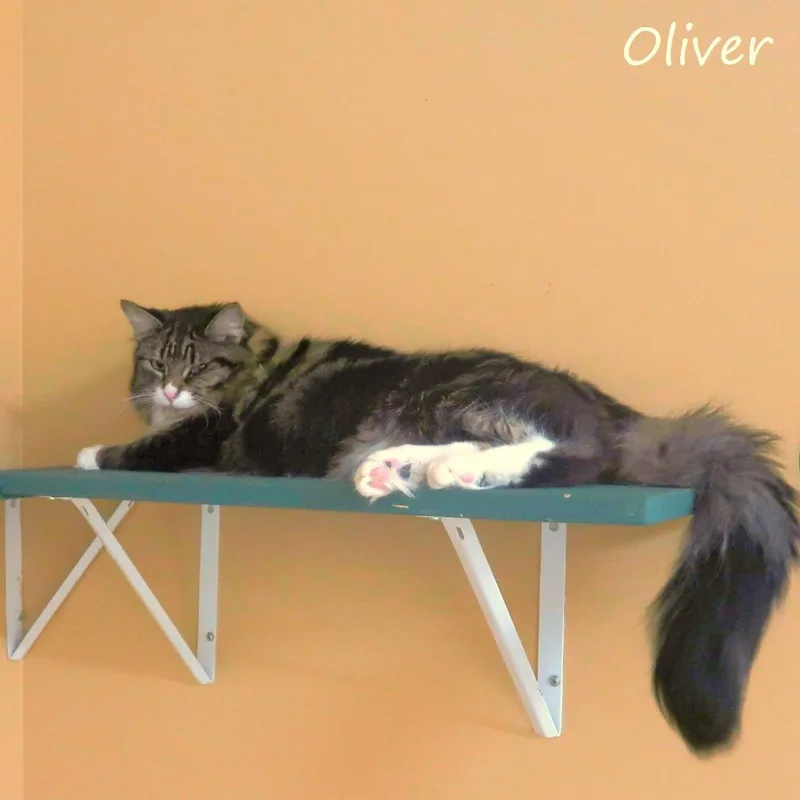 Oliver thumbnail 2