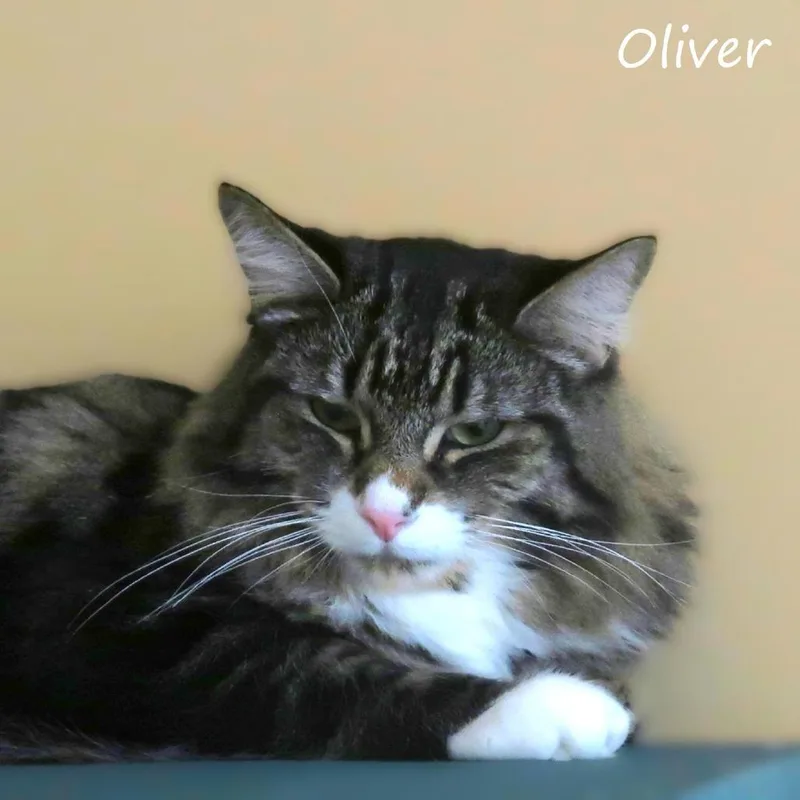 Oliver thumbnail 3