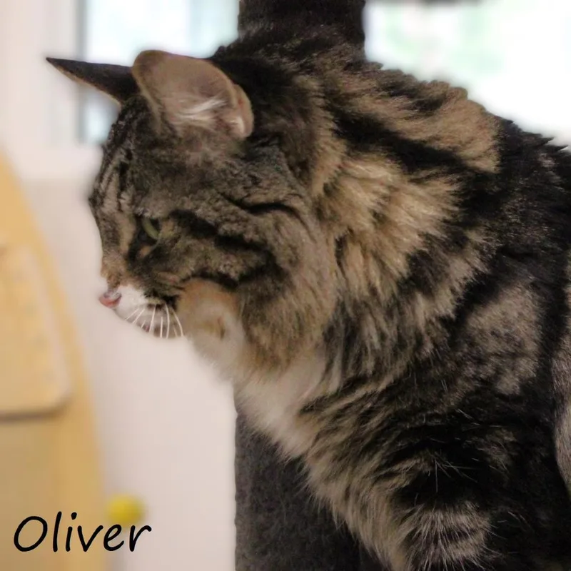 Oliver thumbnail 4