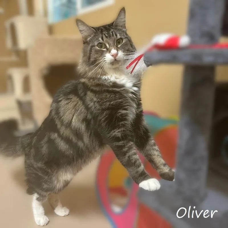 Oliver thumbnail 5