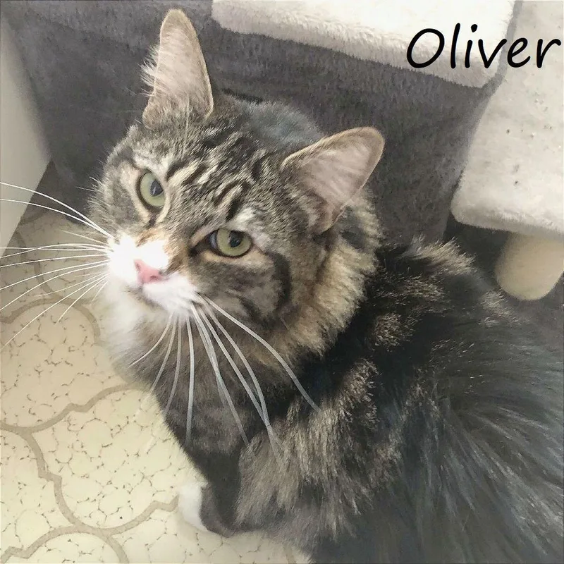 Oliver thumbnail 6