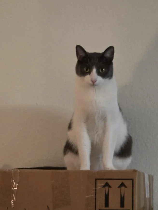 An adult extra large-sized male Black American Shorthair cat named Traveler for adoption in Mission Viejo, CA