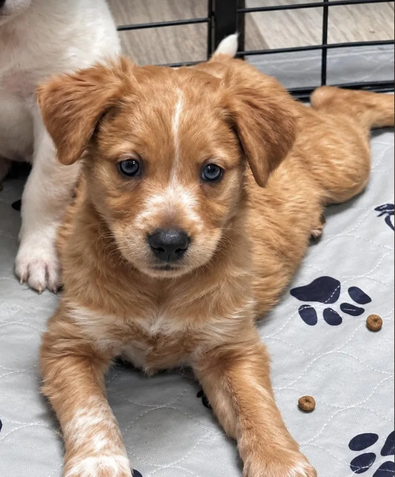 A baby medium-sized female Golden Australian Cattle Dog / Blue Heeler dog named Beulah OH for adoption in Vernon, CT