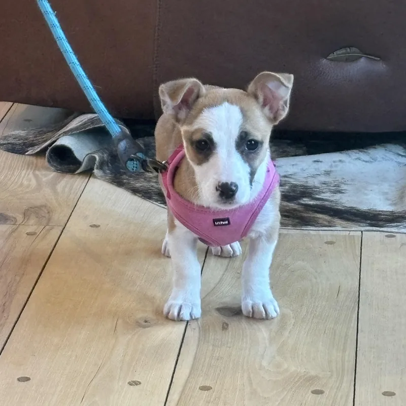 A baby small-sized female White / Cream Corgi dog named Libi for adoption in Maiden, NC