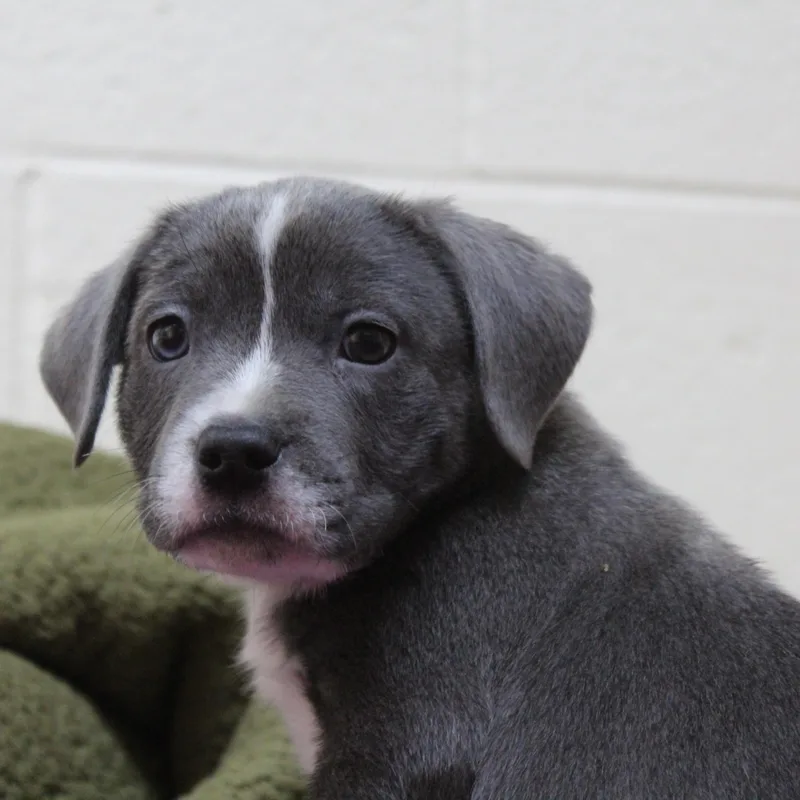 A baby medium-sized female Gray / Blue / Silver Pit Bull Terrier dog named Stevie for adoption in Yucca Valley, CA