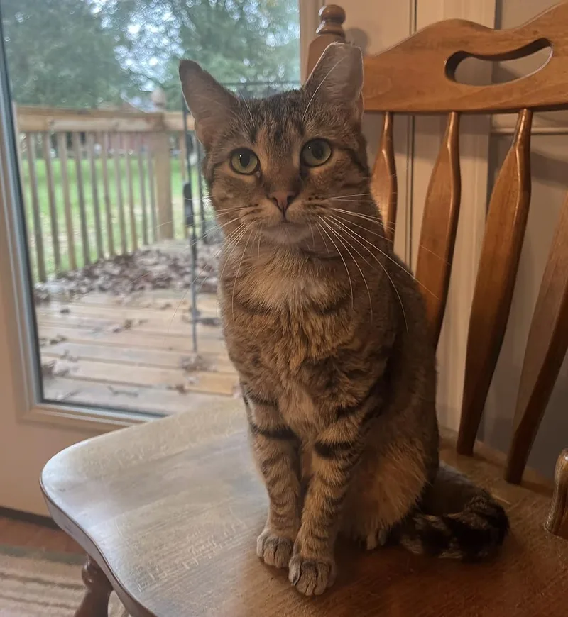 An adult medium-sized female Domestic Short Hair cat named Tulip for adoption in Clayton, NC