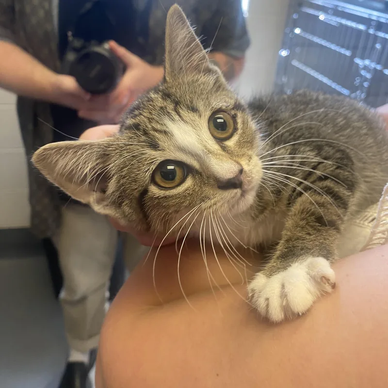 A baby small-sized male Tabby (Buff / Tan / Fawn) Domestic Short Hair cat named Joe for adoption in King George, VA