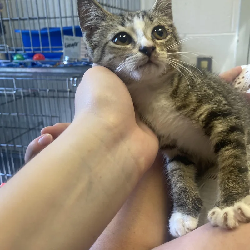 Joe thumbnail 2