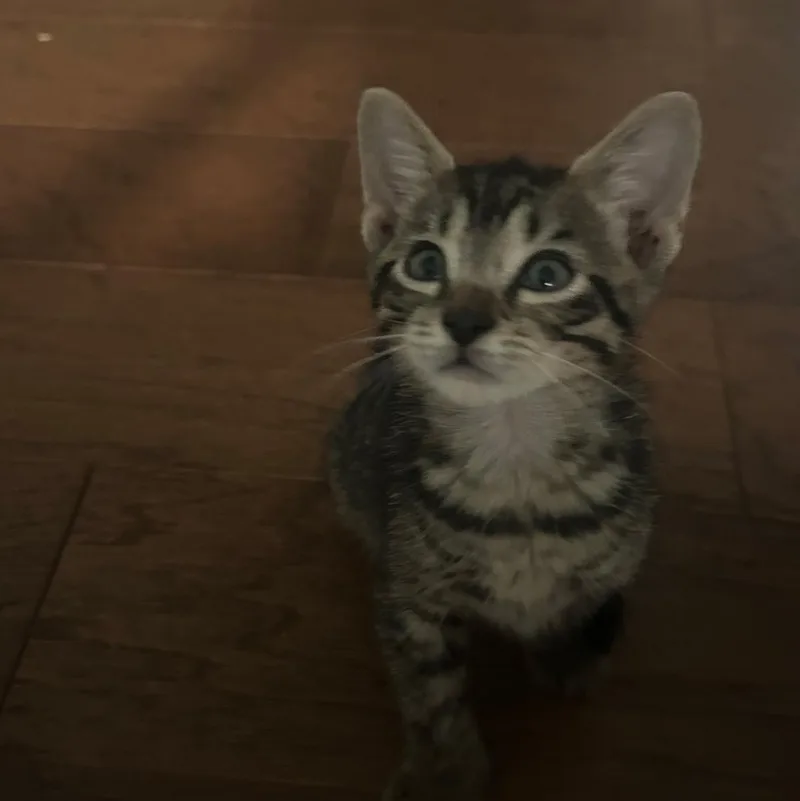 A baby medium-sized male Tabby (Brown / Chocolate) Domestic Short Hair cat named Billy Boss for adoption in Bordentown, NJ