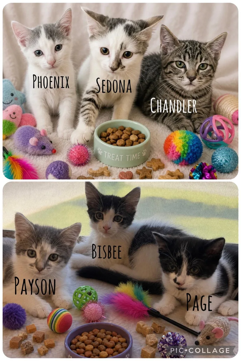 A baby medium-sized female Domestic Short Hair cat named Chandler for adoption in Queen Creek, AZ