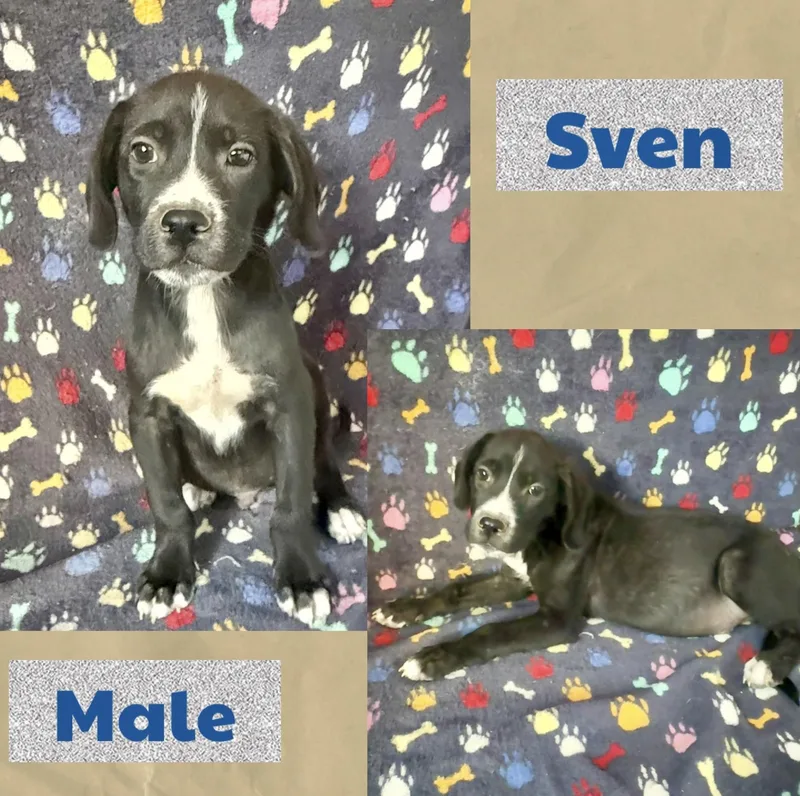 A baby medium-sized male Terrier dog named Sven for adoption in Manchester, CT