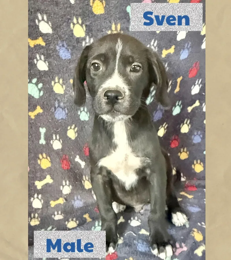 Sven thumbnail 2
