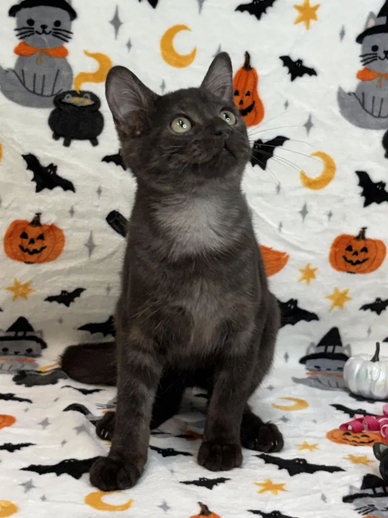 A young medium-sized male Domestic Short Hair cat named Motor for adoption in Wetumpka, AL