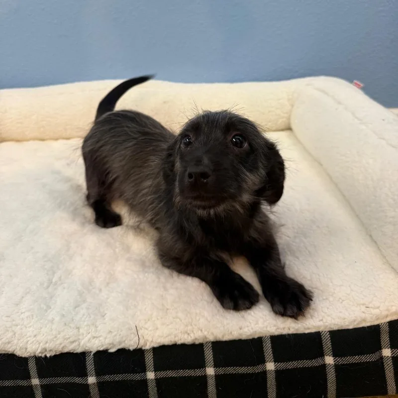 A baby small-sized female Black Terrier dog named Chelsea for adoption in Fresno, CA