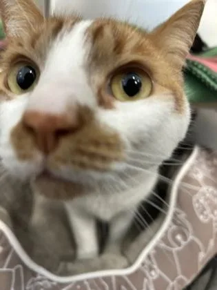 An adult small-sized male Domestic Short Hair cat named Finn for adoption in Scotia, NY