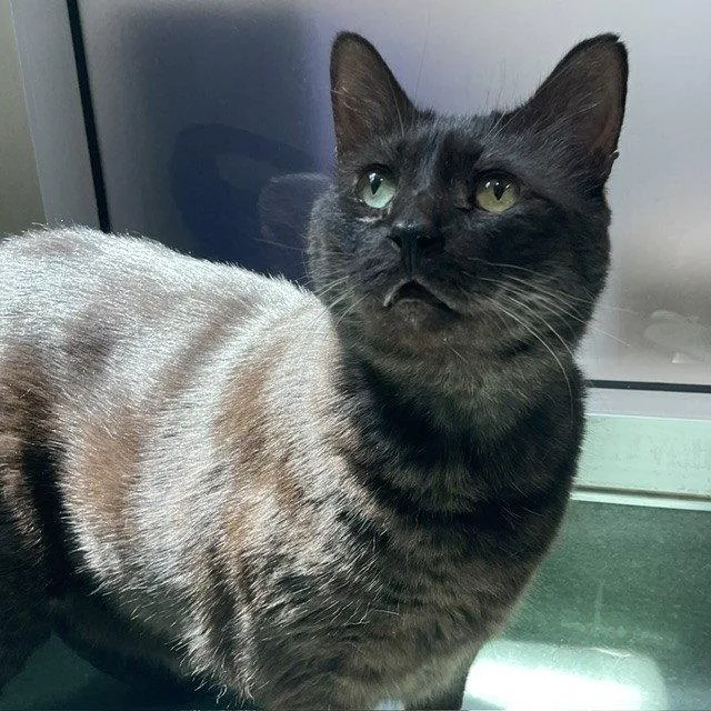An adult large-sized male Domestic Short Hair cat named Peezy for adoption in Burlingame, CA