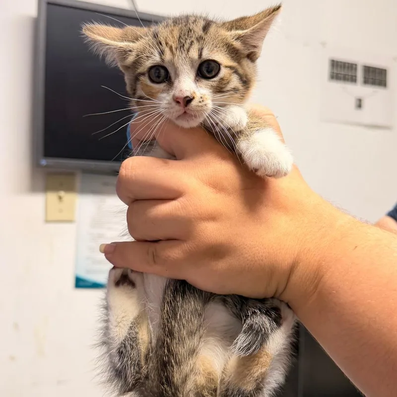 A baby small-sized female Gray / Blue / Silver Domestic Short Hair cat named Dorito for adoption in Wahiawa, HI