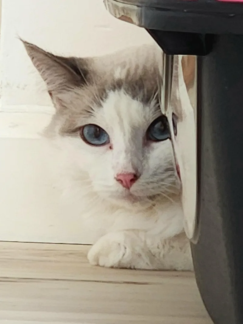 An adult medium-sized female Siamese cat named Cashmere for adoption in Monrovia, CA
