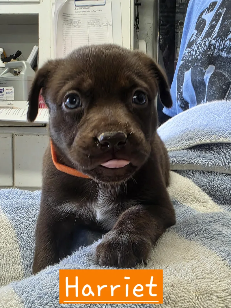 A baby large-sized female Dutch Shepherd dog named Harriet for adoption in Walthill, NE