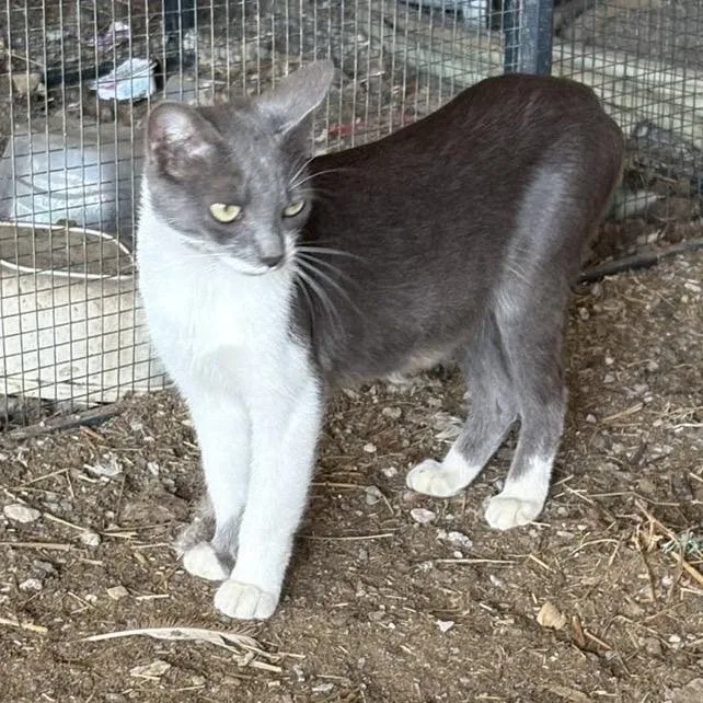 A young small-sized female Domestic Short Hair cat named Lola for adoption in Pittsburg, KS