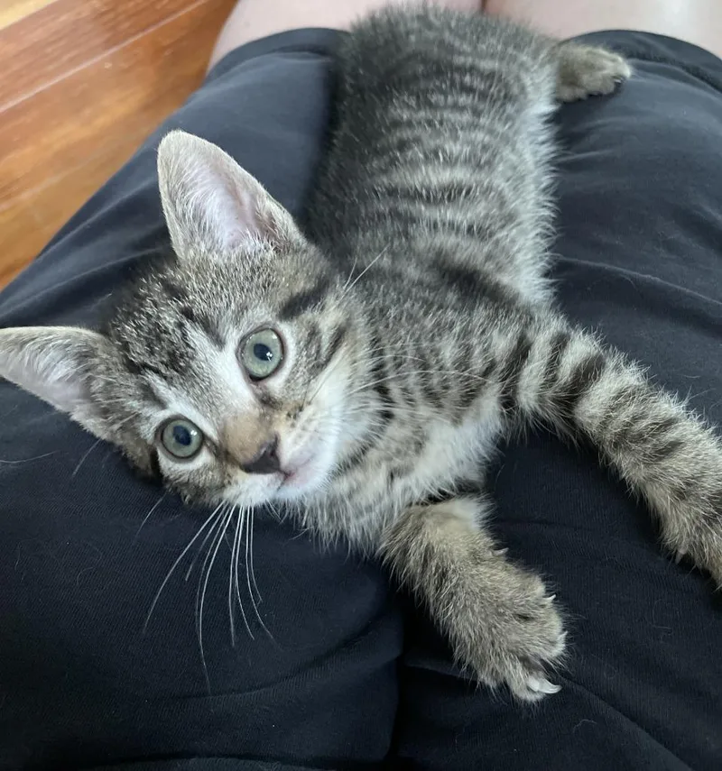 A baby medium-sized male Domestic Short Hair cat named Whistle for adoption in Youngsville, NC