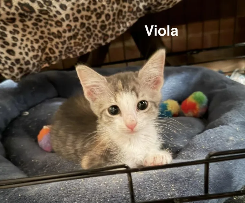 A baby small-sized female Domestic Short Hair cat named Viola for adoption in Greensboro, NC