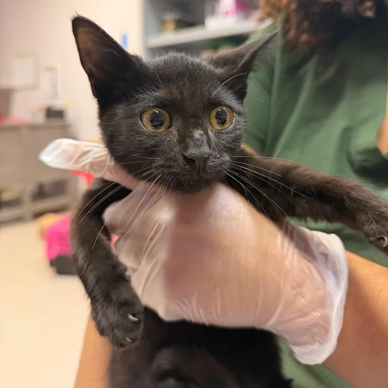 A baby small-sized male Black Domestic Short Hair cat named Nakito for adoption in Newark, NJ