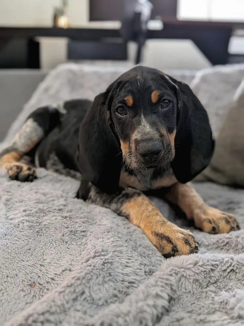 A baby medium-sized female Bluetick Coonhound dog named Cady Hearon for adoption in TULSA, OK