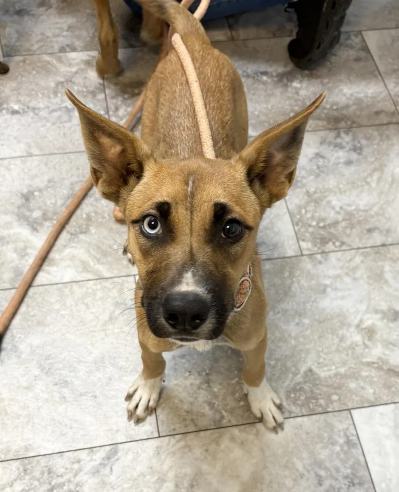 A young medium-sized female White / Cream Mixed Breed dog named Samba for adoption in Rochester, IN