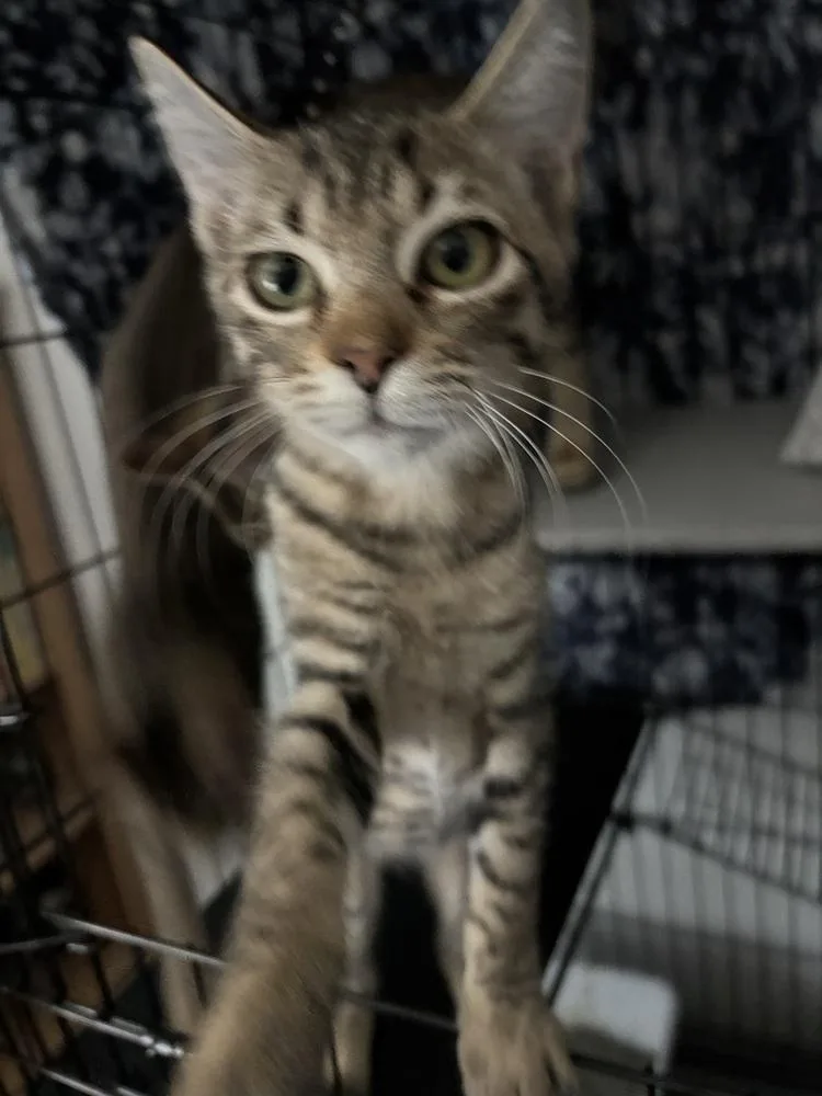 A baby small-sized male Domestic Short Hair cat named Sparx for adoption in Dallas, TX