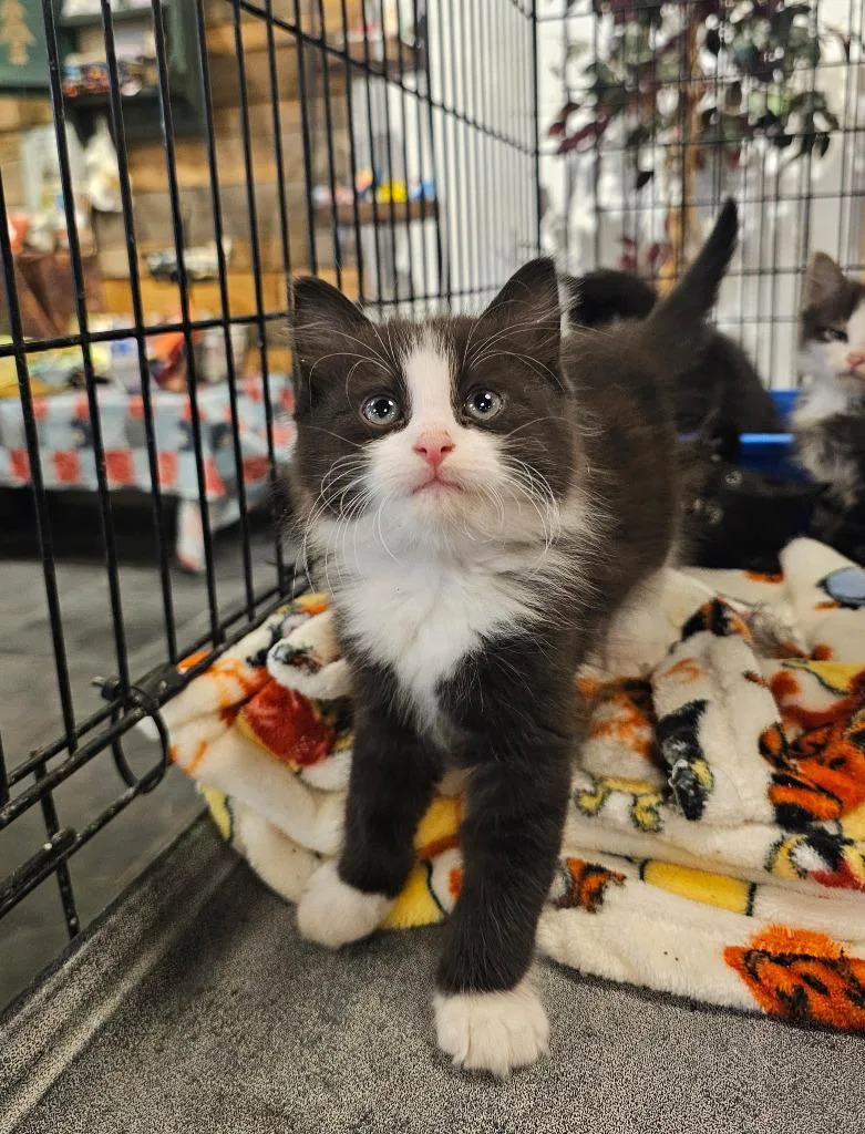 A baby medium-sized female Domestic Long Hair cat named Bertie+ for adoption in St. Cloud, MN