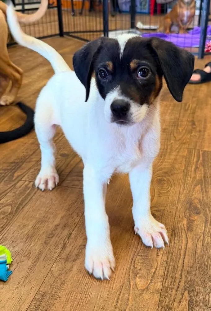 A baby large-sized male Tricolor (Brown, Black, & White) Staffordshire Bull Terrier dog named Cheese for adoption in Troy, AL