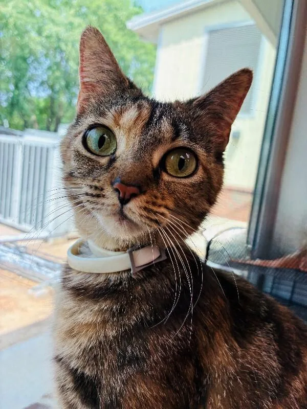 An adult medium-sized female Brown / Chocolate Domestic Short Hair cat named Putty Kat for adoption in Disputanta, VA