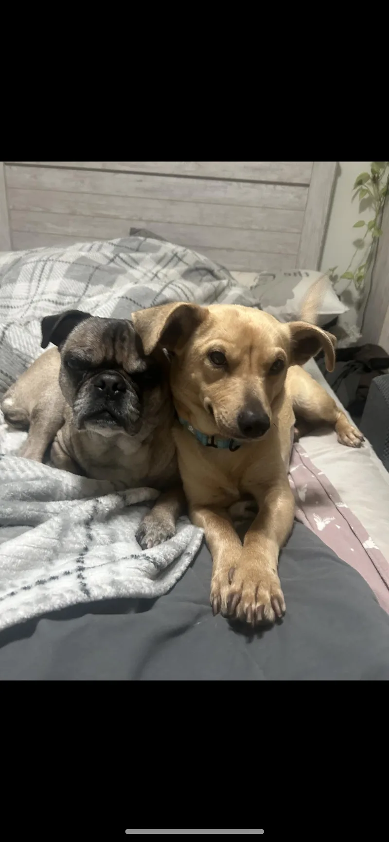 A young small-sized female Golden Dachshund dog named Lucy for adoption in Hamden, CT