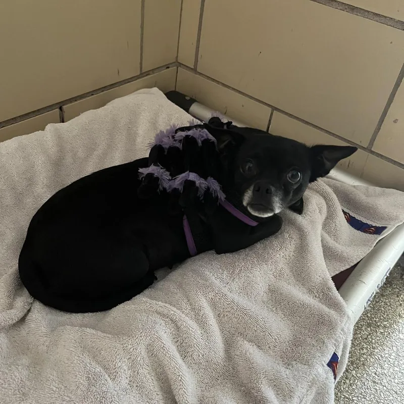 A senior small-sized female Black Chihuahua dog named "Itsy Bitsy" for adoption in Perkiomenville, PA