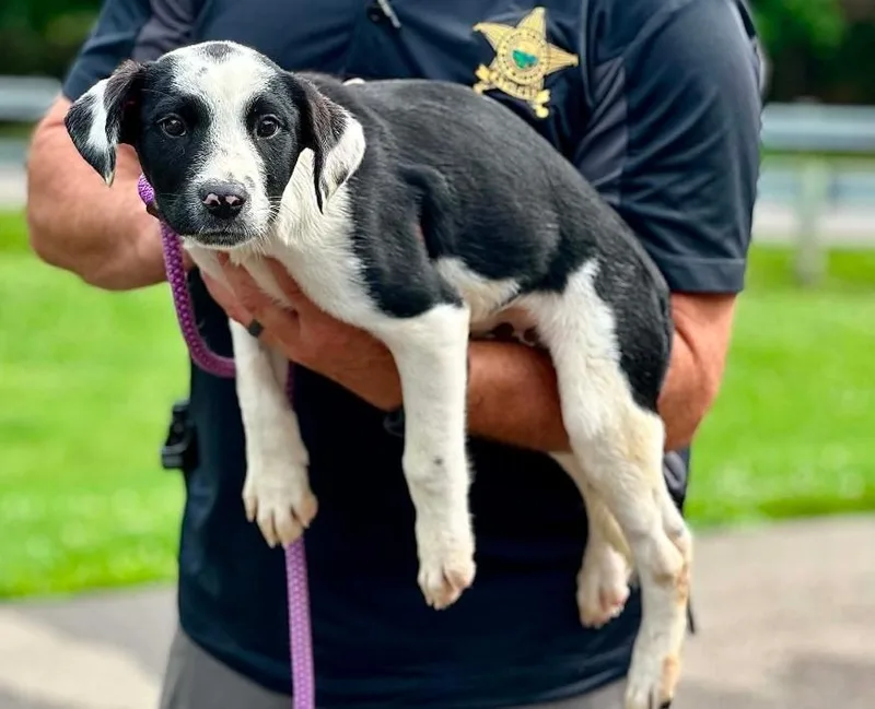 A baby medium-sized male Black Australian Cattle Dog / Blue Heeler dog named Sulu for adoption in Millfield, OH