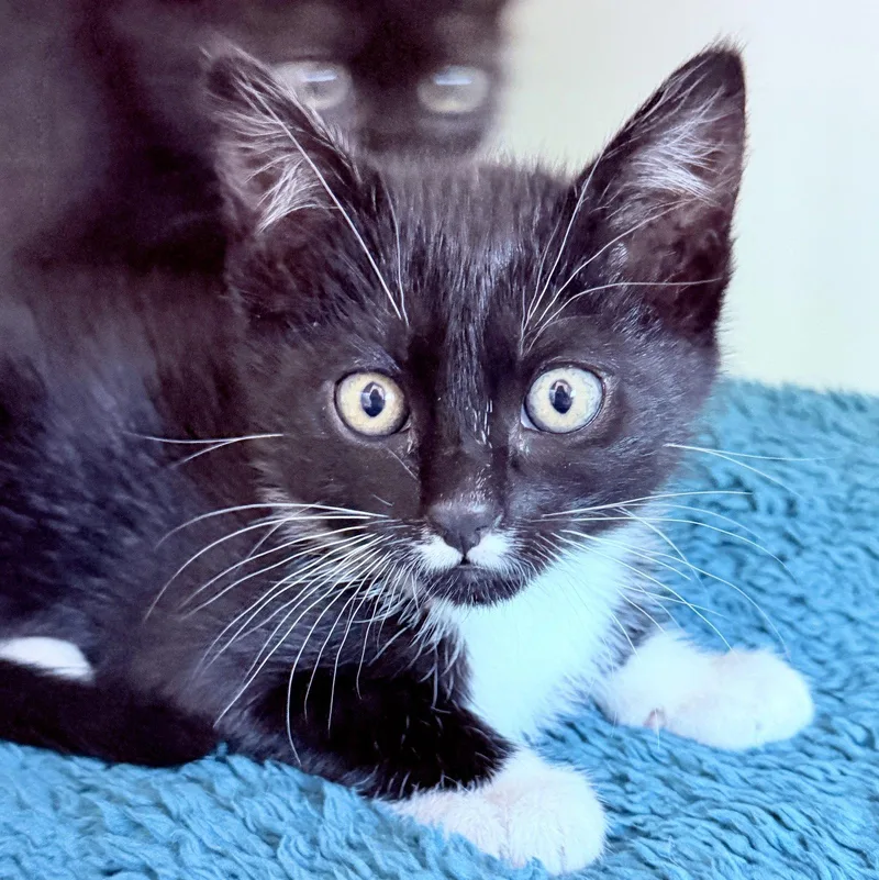 A baby small-sized female Black Domestic Short Hair cat named Itsy for adoption in Oakland, CA